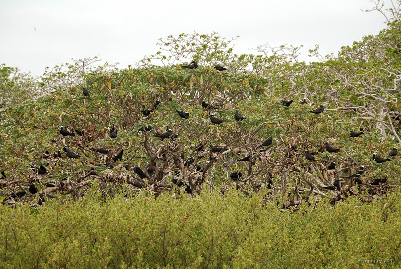 38- Noddis nichant dans un arbre.JPG